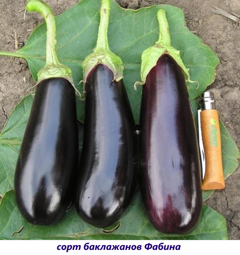 aubergine fabina