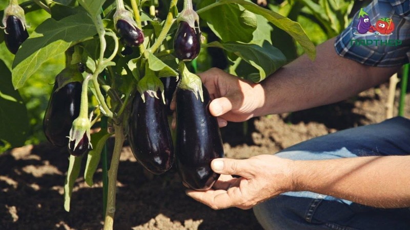 variétés d'aubergines super précoces pour la pleine terre