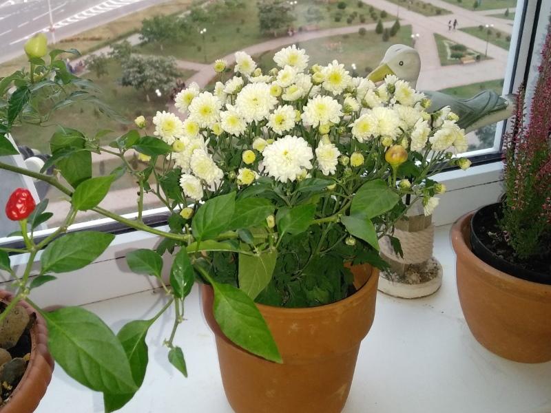 soin du chrysanthème en pot pendant la floraison