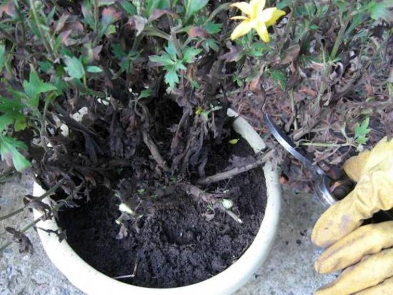 préparer des chrysanthèmes en pot pour la période de dormance