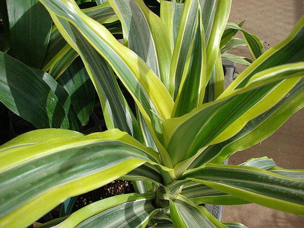 dracaena