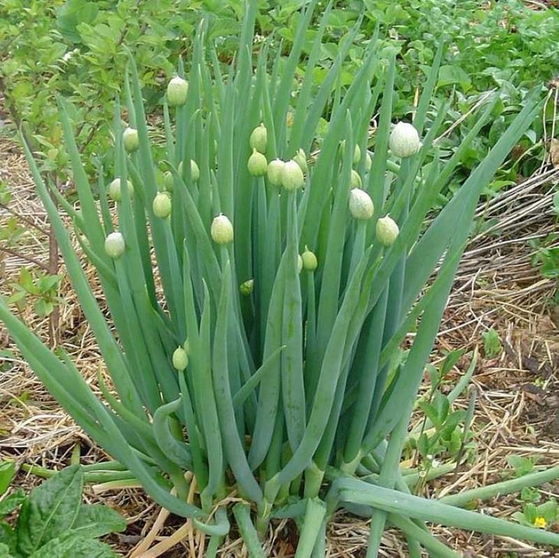 cultivo de cebolla