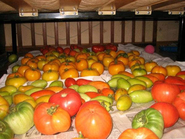 conserver une tomate