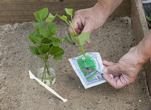 plantando esquejes