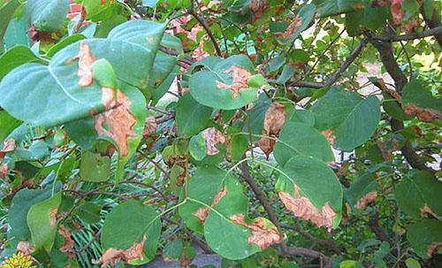 infestation de la teigne du lilas