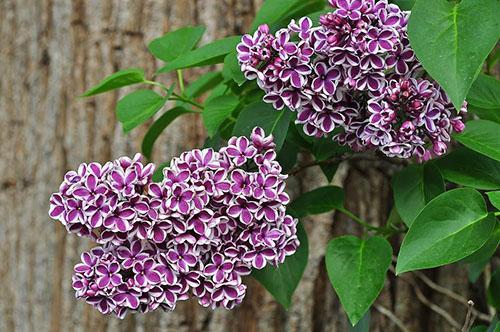 fleurs lilas