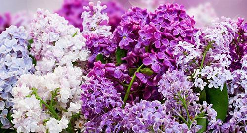 variétés de lilas
