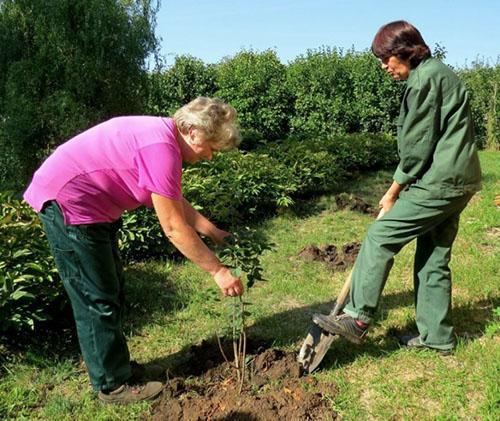 plantation de lilas sur le site