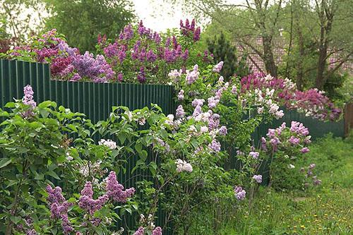 planter des lilas dans leur chalet d'été