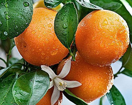 L'huile de mandarine a été utilisée avec succès en pédiatrie