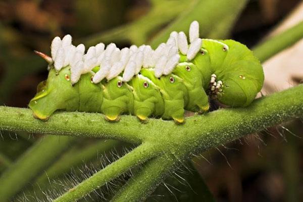 Oruga de tomate con larvas de avispa en la espalda