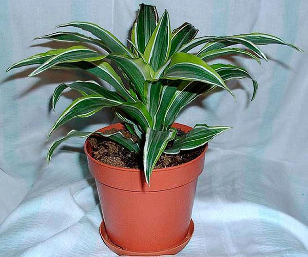 dracaena fragante