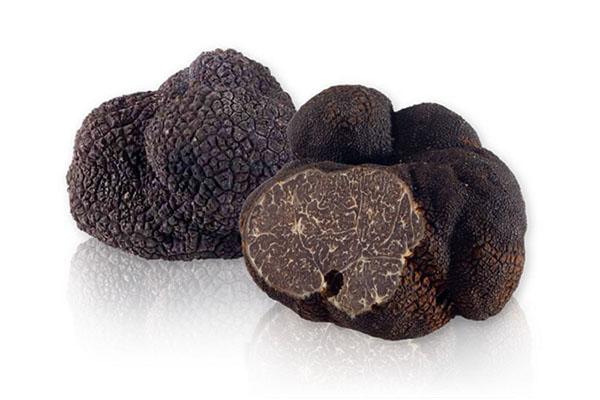 Tuber melanosporum