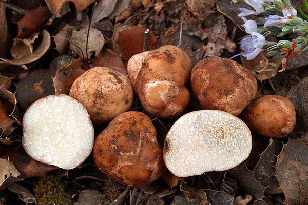 Tuber nitidum