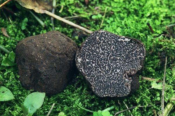 champignon truffier dans son milieu naturel