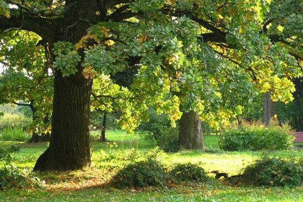 la trufa crece debajo del árbol