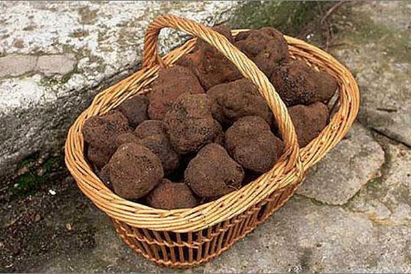cueillir des champignons truffiers