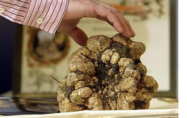 truffe blanche