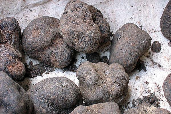 truffe maison