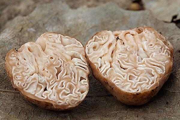 truffe coupée