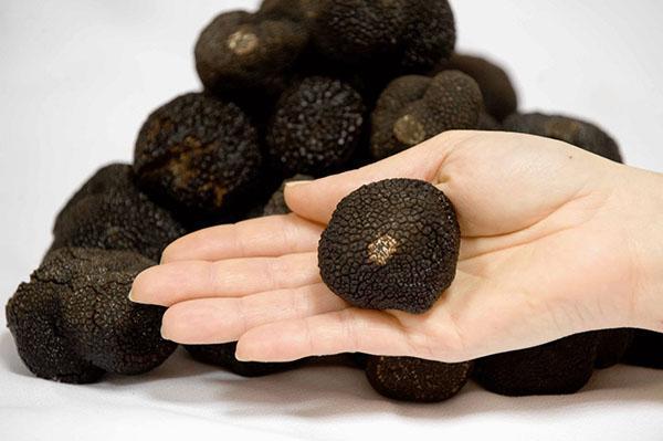 truffe noire
