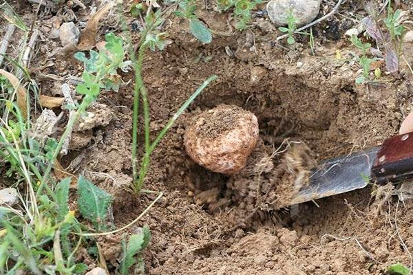 truffe dans la nature
