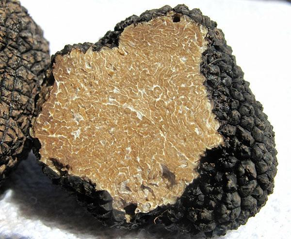 Truffe russe