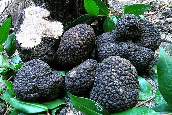 grosses truffes