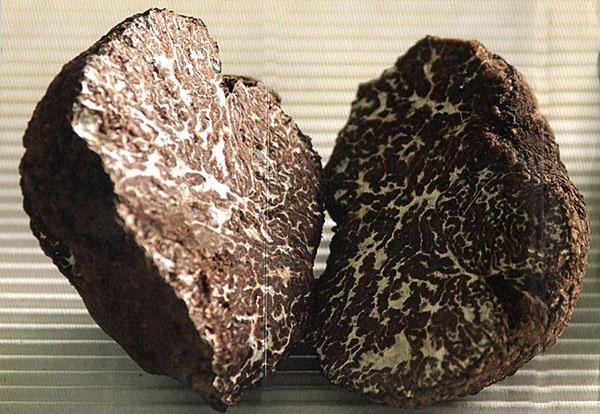 Tubercule mésentérique