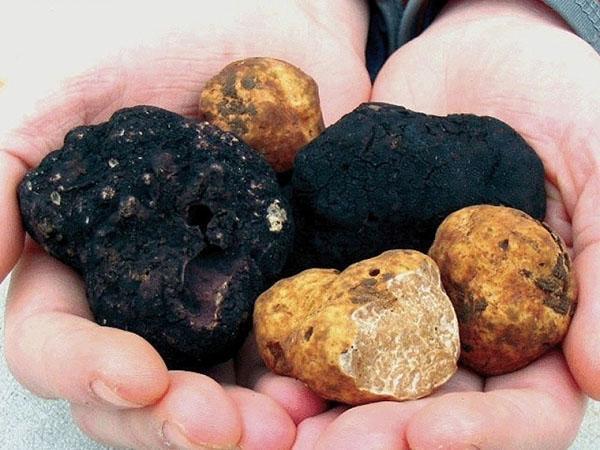 champignon truffé unique