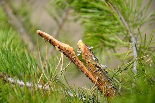 propiedades útiles del aceite de nuez de cedro