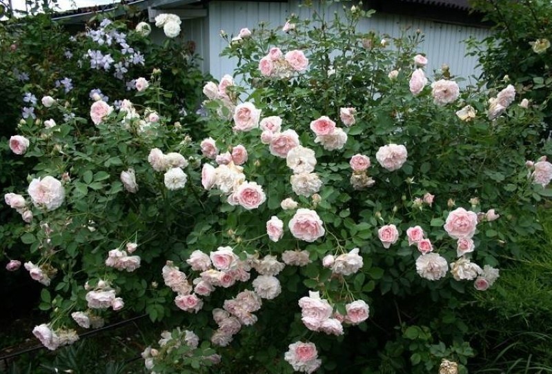 gommage à la rose du parc Marchenland