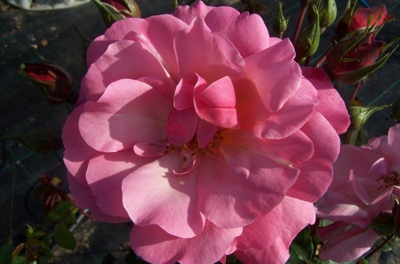 fleur de rose marsenland