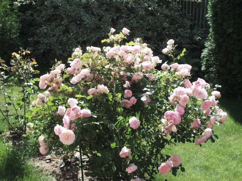 caractéristiques de la culture des roses de parc