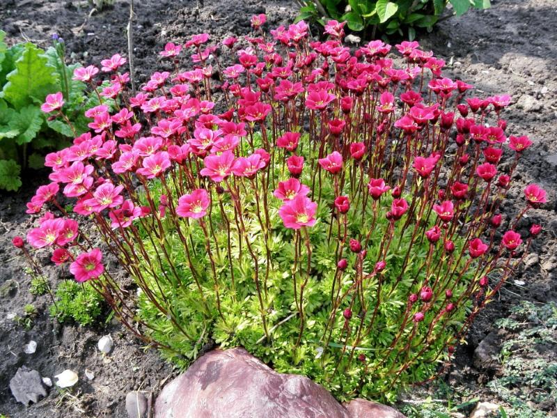 où planter le saxifrage