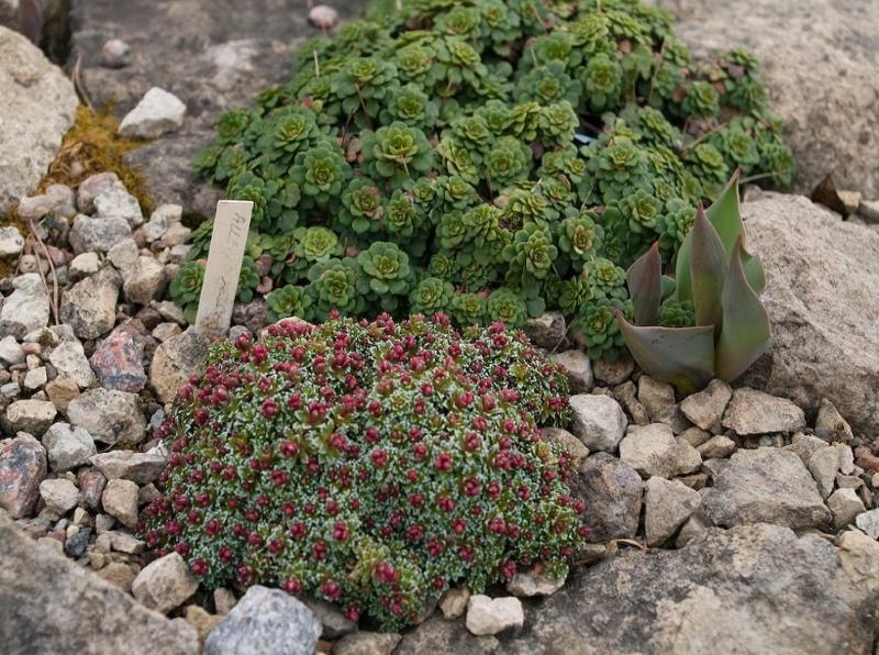 saxifrage dans la conception de jardin