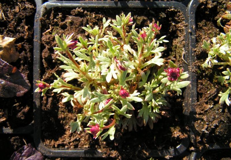 semis de saxifrage