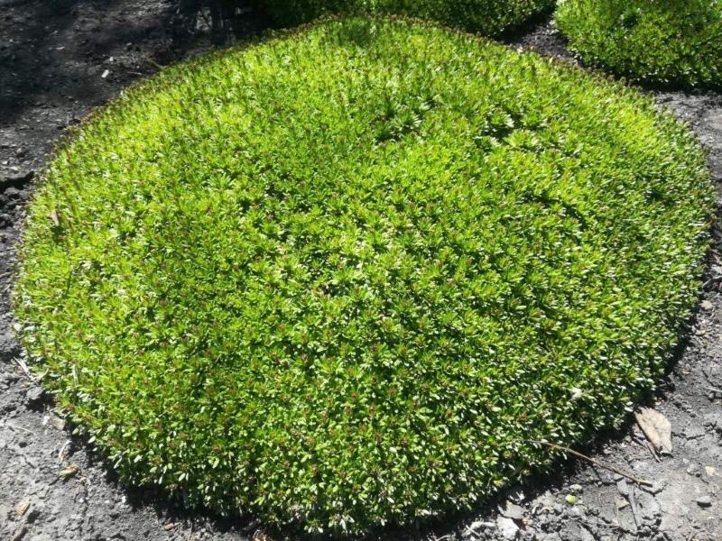 saxifrage envahi par la végétation