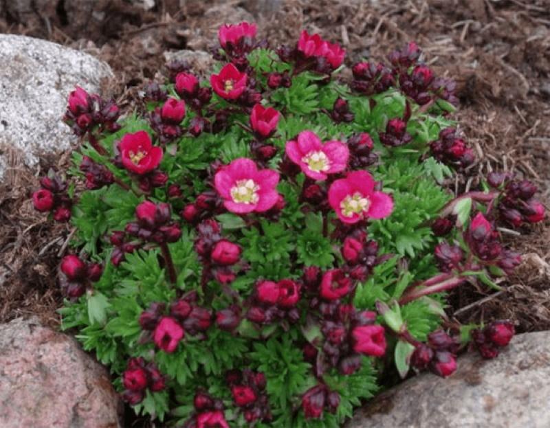 Fotos de floración de plantación y cuidado de saxifraga