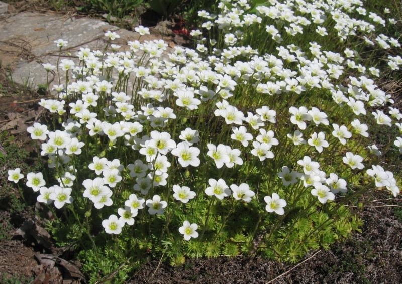 photos de plantation et d'entretien de saxifrage