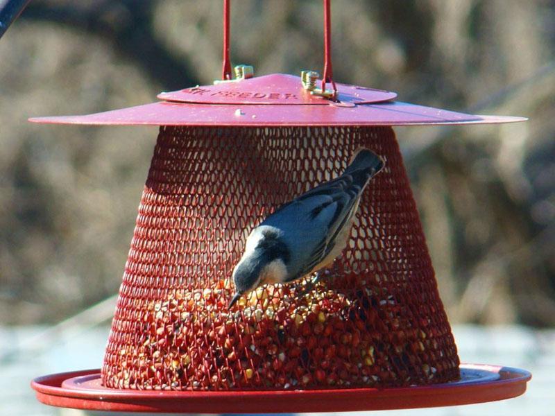 colocar un comedero en un jardín o parque