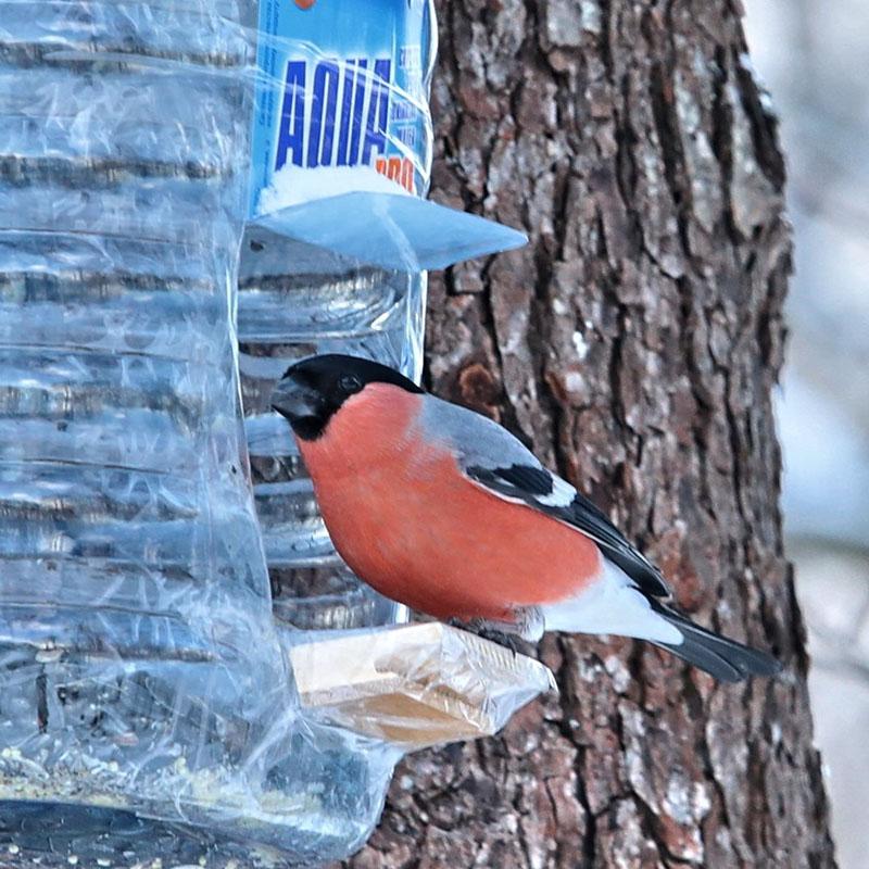 mangeoires à oiseaux en plastique