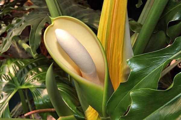 Floraison du Philodendron à double périston coupé