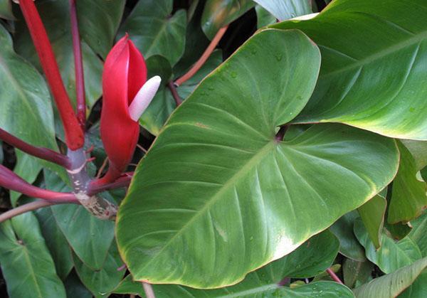 Philodendron sonrojado