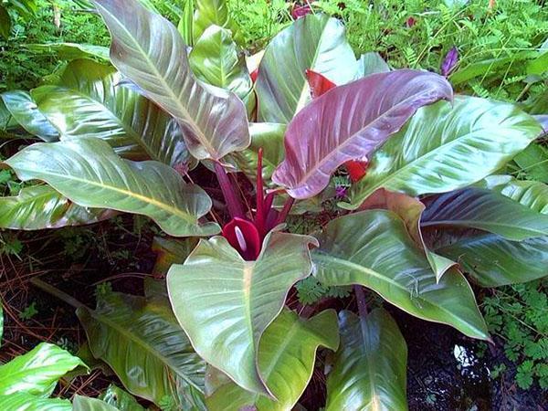 Philodendron rubor rojo imperial