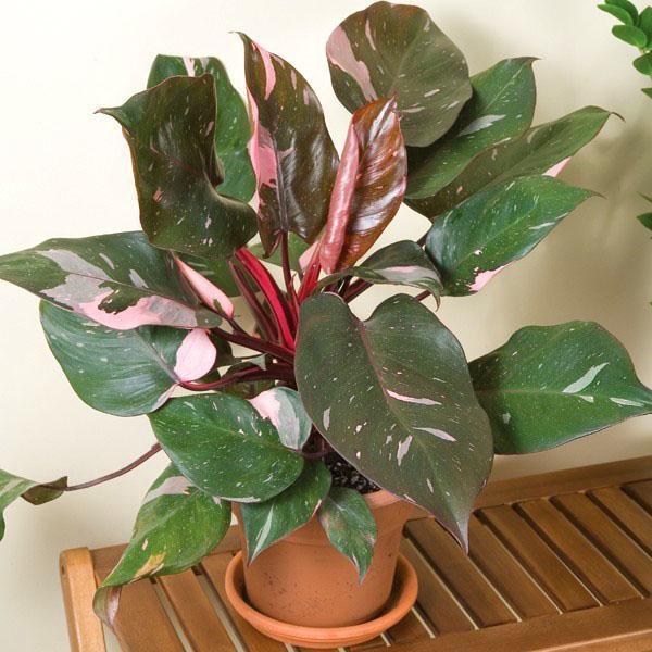 Philodendron Princesse Rose Rougissante