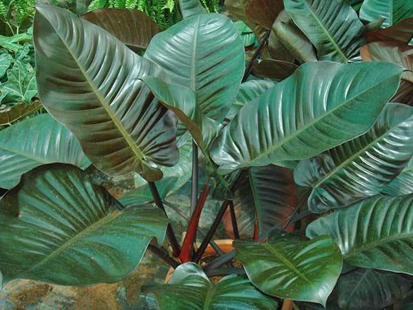 Philodendron ruborizado Congo rojo