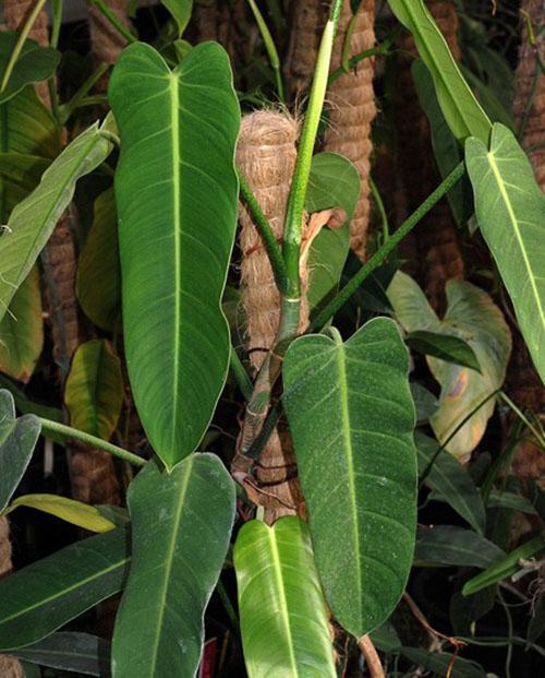 Philodendron à pointe de flèche