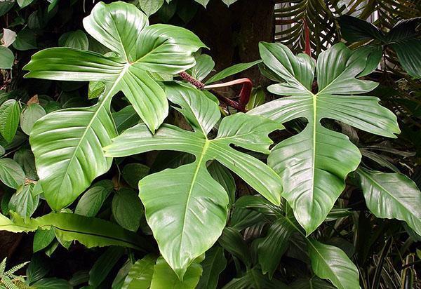 Philodendron écailleux