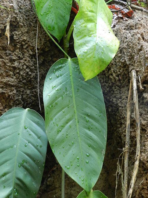 Gouttelette de Philodendron